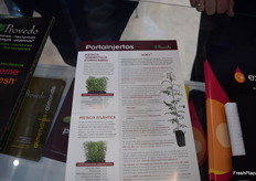 La gran novedad de Provedo, especializada en la mejora genética y obtención de variedades de frutales de hueso, son los nuevos portainjertos de pistacho.